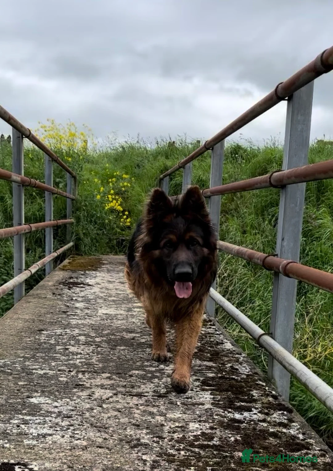 German Shepherd dogs for sale: Outstanding 3 year old KC reg male  - Advert 8