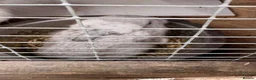Mini Lop rabbits for sale: 6 mini lops for collection on 20th August 2026 - Advert 30