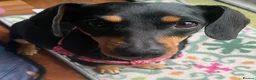 Mixed Breed dogs for adoption: Darling Dorothy looking for love - Advert 14
