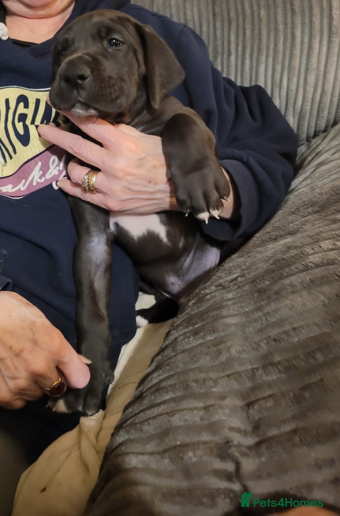 Great Dane dogs for sale: Only 2 beautiful Great Dane girls left. Ready now - Advert 23