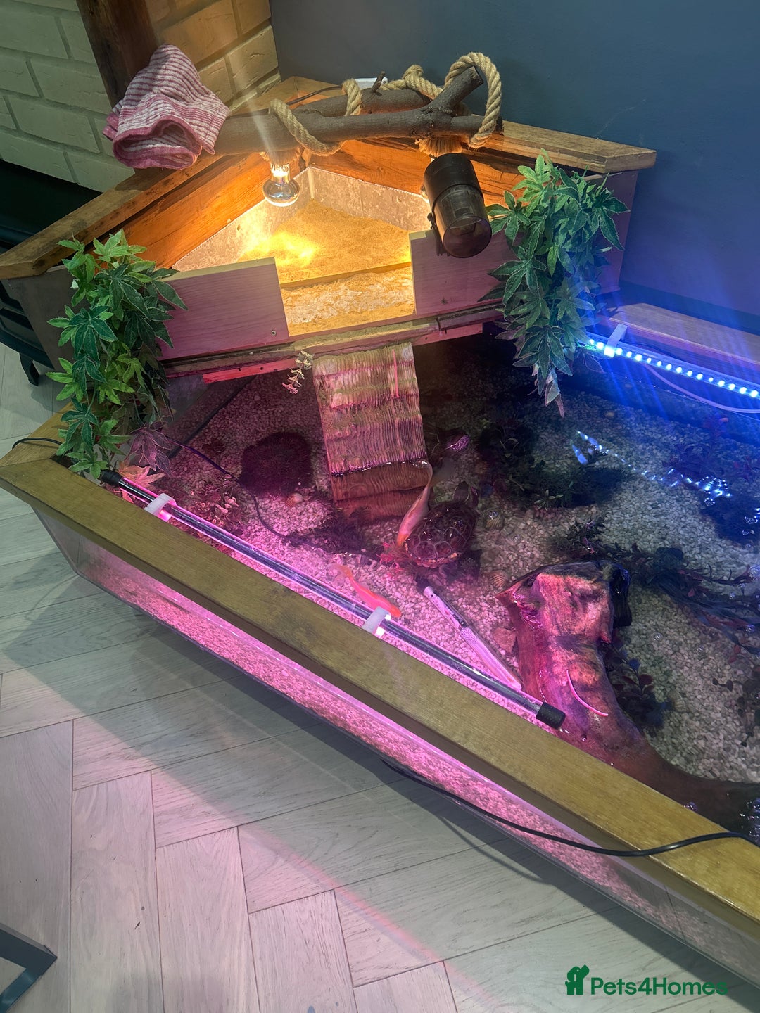 Terrapin reptiles for sale: Terrapin Turtles for Sale–Healthy, Active and fun - Advert 7