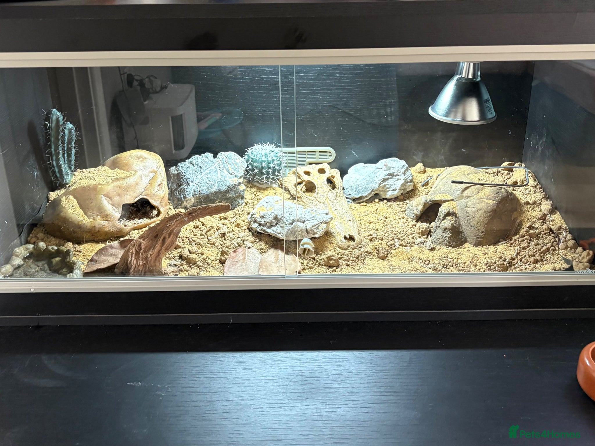 Leopard Gecko reptiles for sale: Draco with full brand new tailored set up - Advert 2