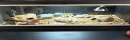 Leopard Gecko reptiles for sale: Draco with full brand new set up - Advert 5