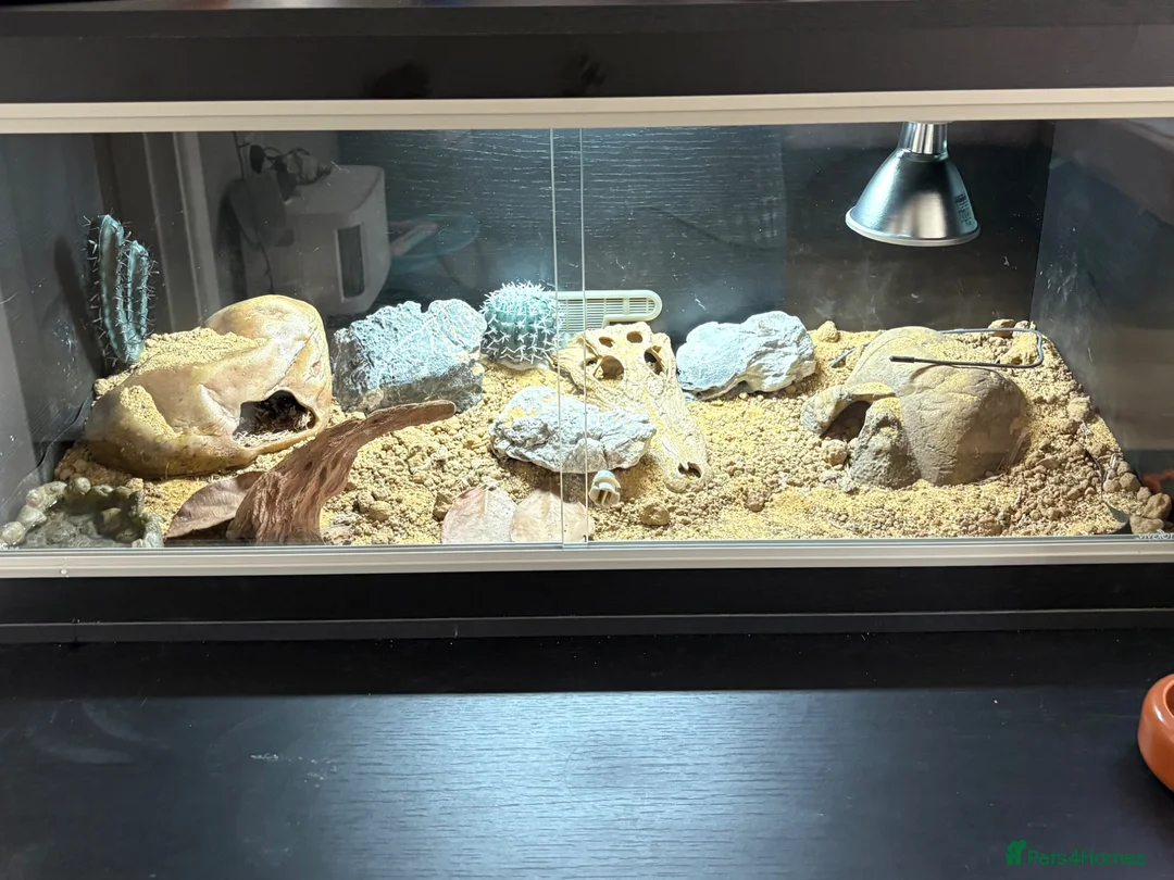 Leopard Gecko reptiles for sale: Draco with full brand new tailored set up - Advert 1