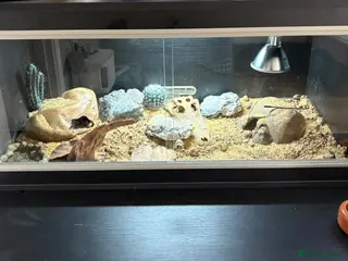Leopard Gecko reptiles for sale: Draco with full brand new tailored set up - Advert 2