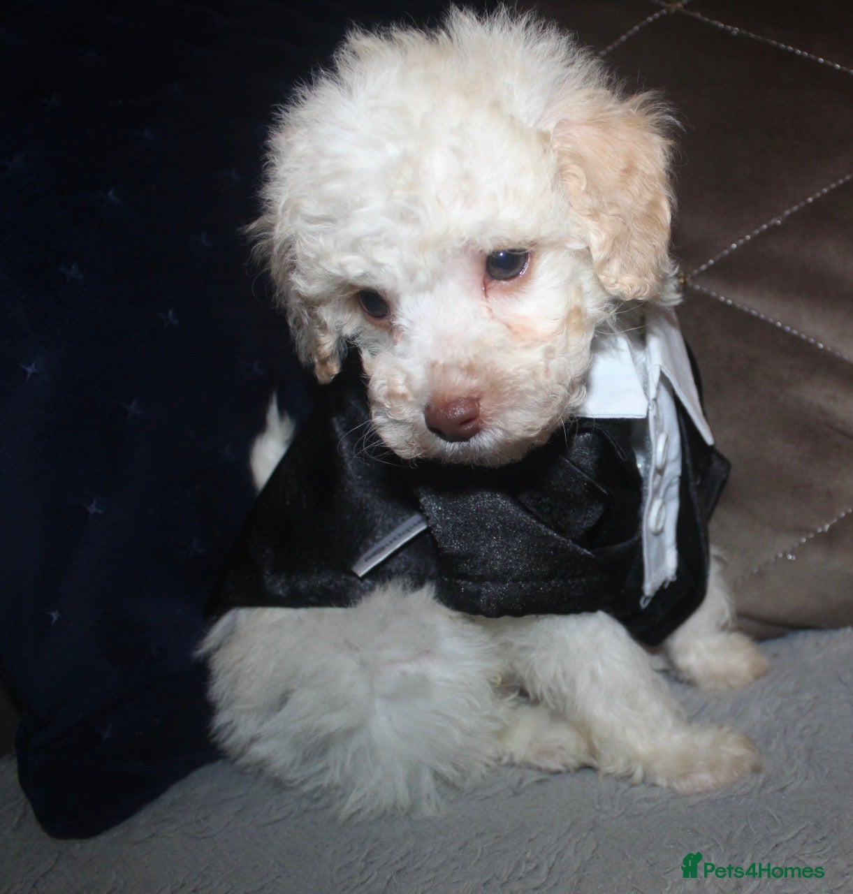 Cockapoo dogs Child friendly cockapoo puppies ready March - Advert 3