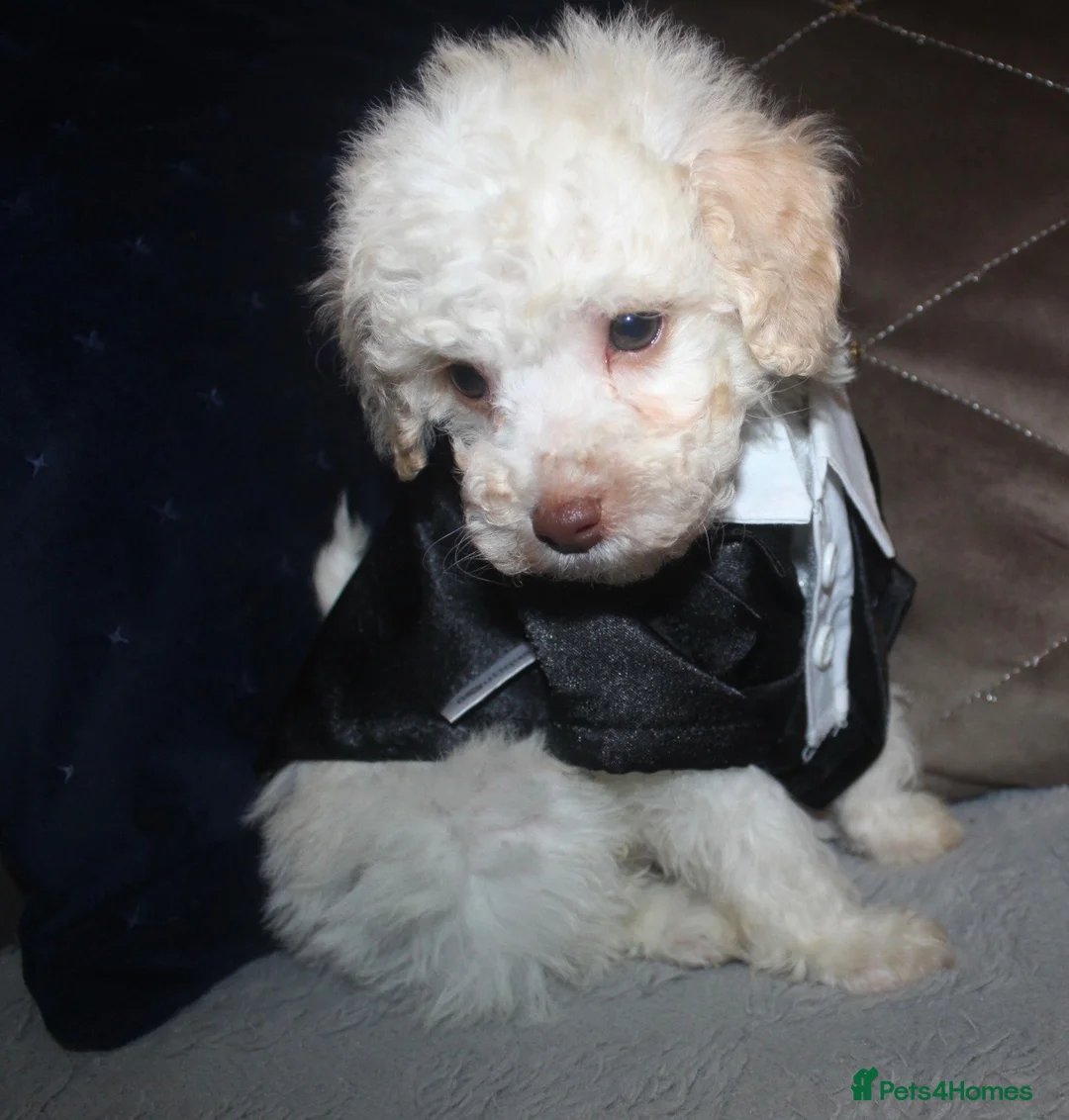 Cockapoo dogs for sale: Child friendly cockapoo puppies ready March - Advert 1