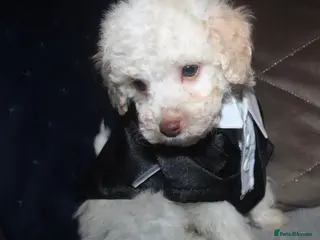 Cockapoo dogs Child friendly cockapoo puppies ready March - Advert 3