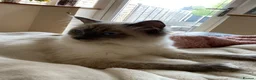 Ragdoll cats for sale: Eliza - Advert 2