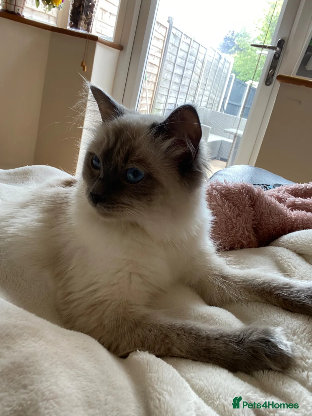 Ragdoll cats for sale: Eliza - Advert 2