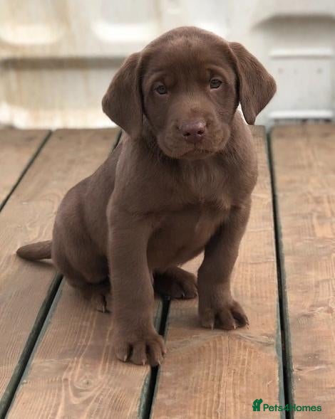 Labrador Retriever dogs for sale: Beautiful Coco Looking for a Loving New - Advert 7