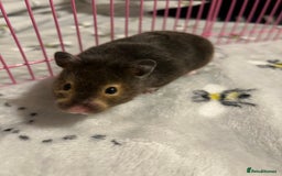 Hamster rodents for sale: Hamster and setup rehome - Image 4