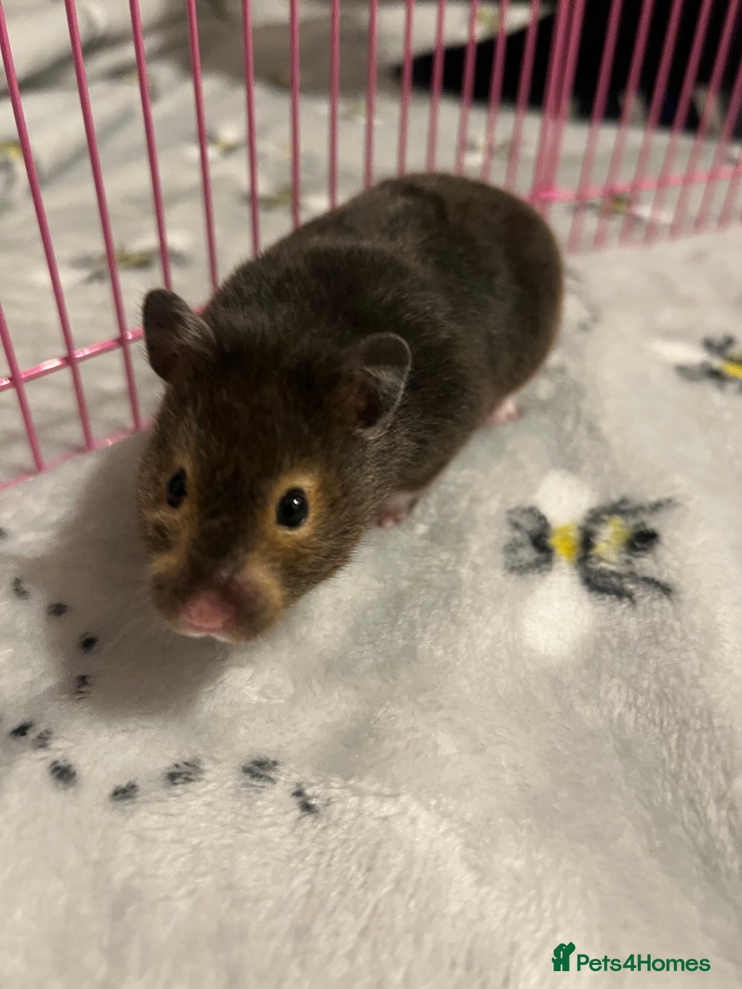 Hamster rodents for sale: Hamster and setup rehome - Image 4