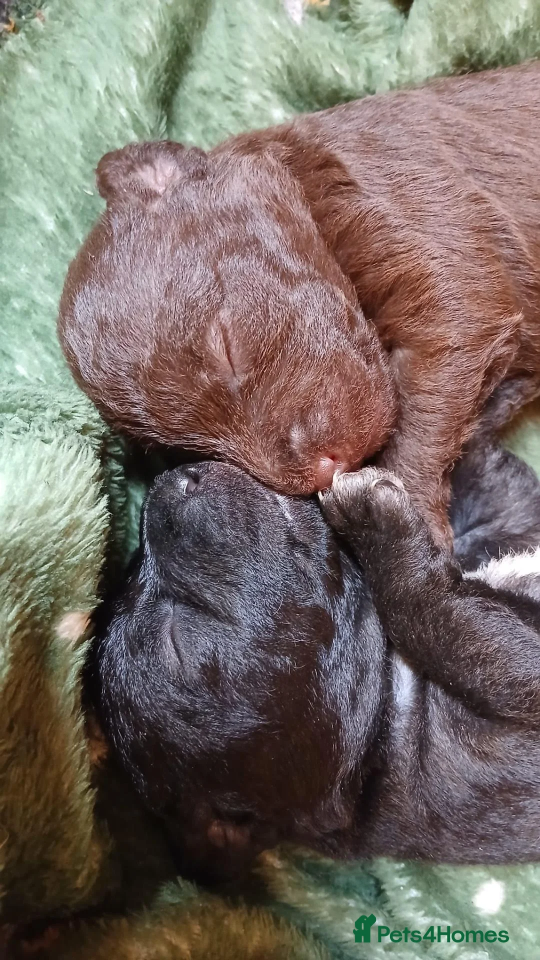 Bedlington Terrier dogs for sale: Bedlinton terrier pups - Advert 31