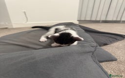 Mixed Breed cats for sale: 🤩🤩 8 beautiful babies 🤩🤩 - Image 19