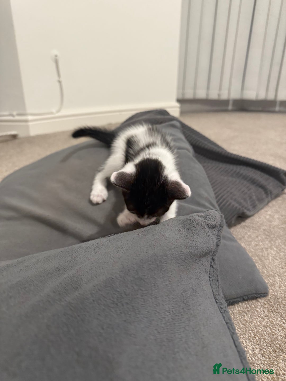Mixed Breed cats for sale: 🤩🤩 8 beautiful babies 🤩🤩 - Image 19