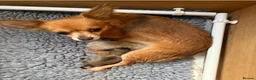 Chihuahua dogs for sale: Stunning Long Haired Chihuahua Puppies - Advert 2