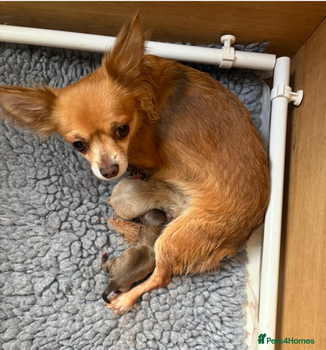 Chihuahua dogs for sale: Stunning Long Haired Chihuahua Puppies - Advert 2