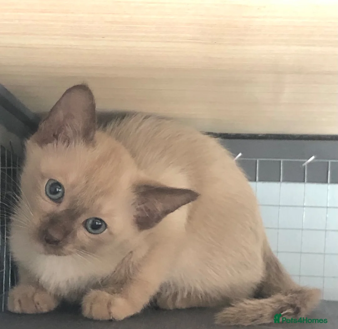 Tonkinese cats for sale: Tonkinese kittens ready now - Advert 1