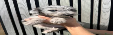 Mixed Breed 2