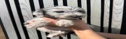 Mixed Breed dogs for sale: Bedlington whippet x Bedlington terrier  in Stockton-on-Tees - Advert 7