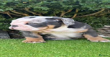 English Bulldog dogs - Advert 10