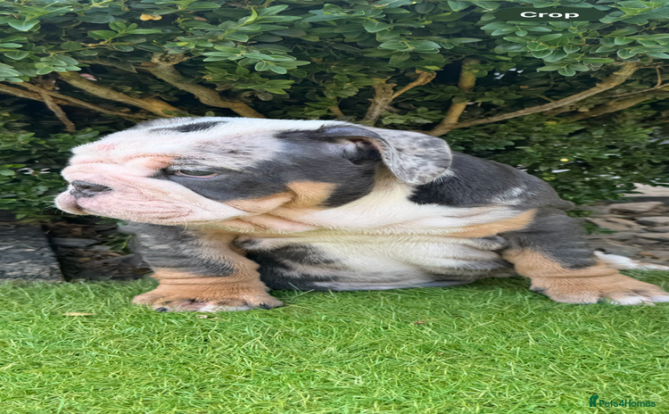 English Bulldog dogs - Advert 3