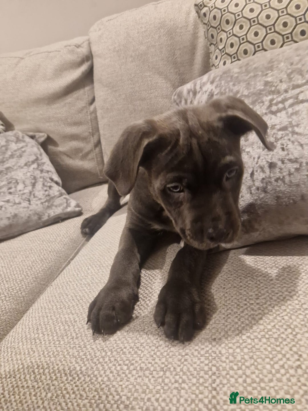 Mixed Breed dogs for sale: Cane corso cross staffy cross - Advert 1