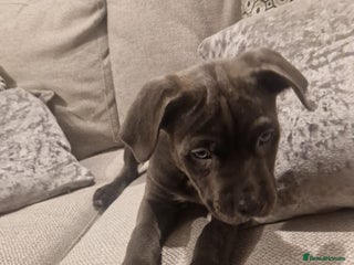 Mixed Breed dogs Cane corso cross staffy cross - Advert 1