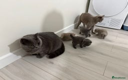 British Shorthair cats for sale: 4 adorable British shorthairs - Advert 2