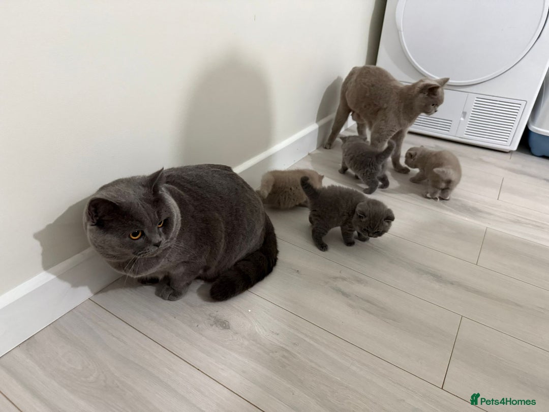 British Shorthair cats for sale: 4 adorable British shorthairs - Advert 2