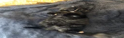 British Longhair cats for sale: Female cat looking for a new home! in Spalding - Advert 11