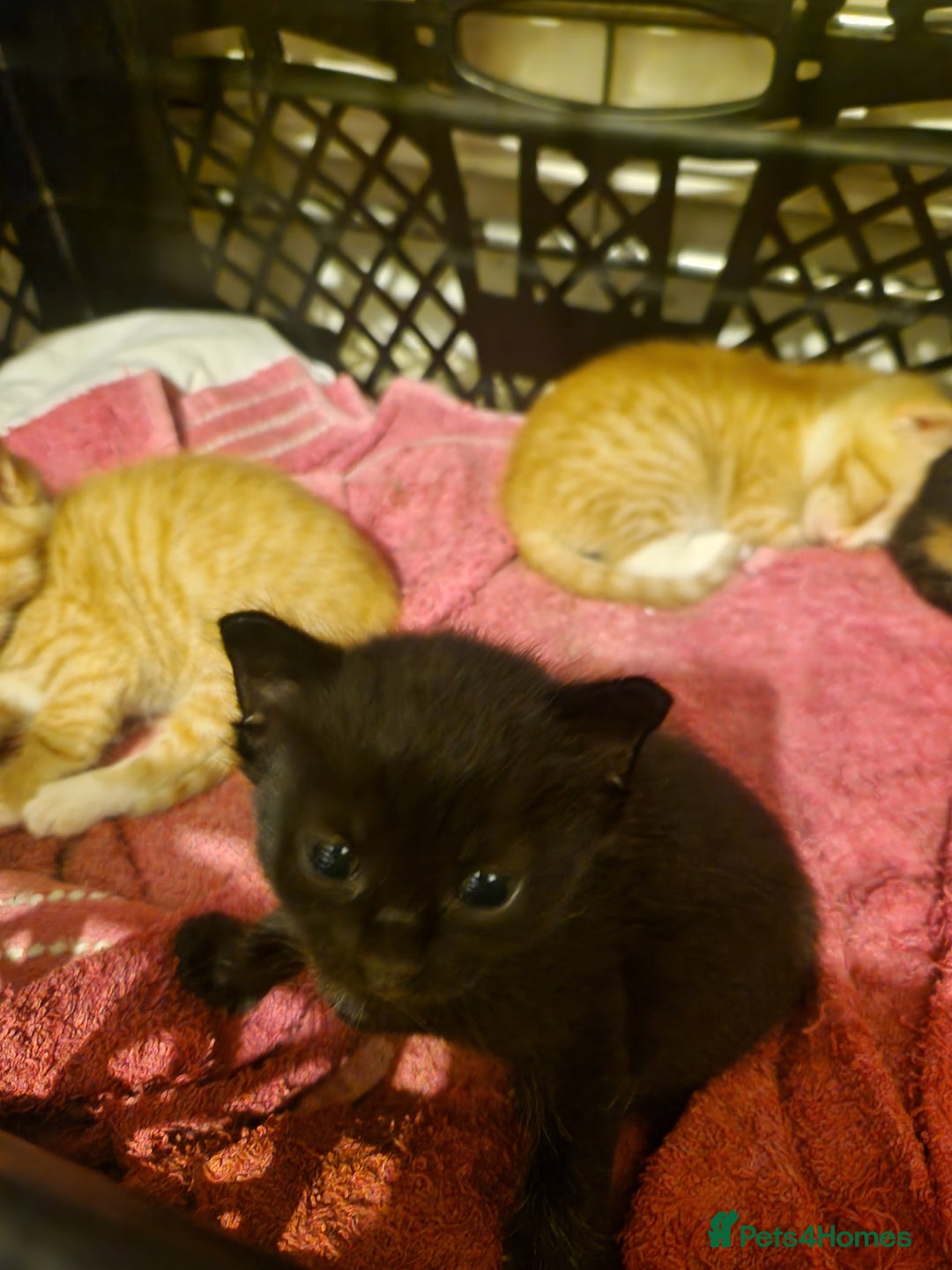 Domestic Shorthair cats for sale: Kittens for sale - Image 6