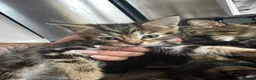 Mixed Breed cats for sale: 5 Female blonde Tabby’s and 1 black female - Advert 12