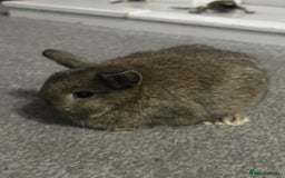 Netherland Dwarf rabbits for sale: netherland dwarf x minilop 5 black / brown rabbits - Image 4