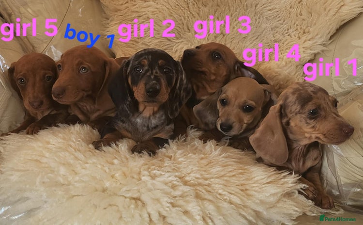 Miniature Dachshund dogs - Advert 3