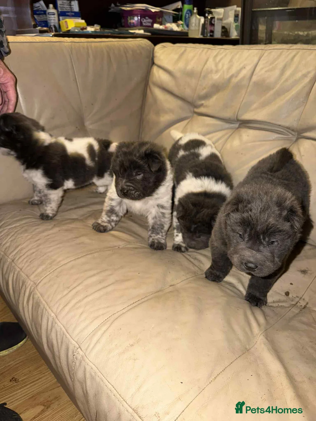 Shar Pei dogs for sale: 2 gorgeous male bear coat shar pei puppies - Advert 4