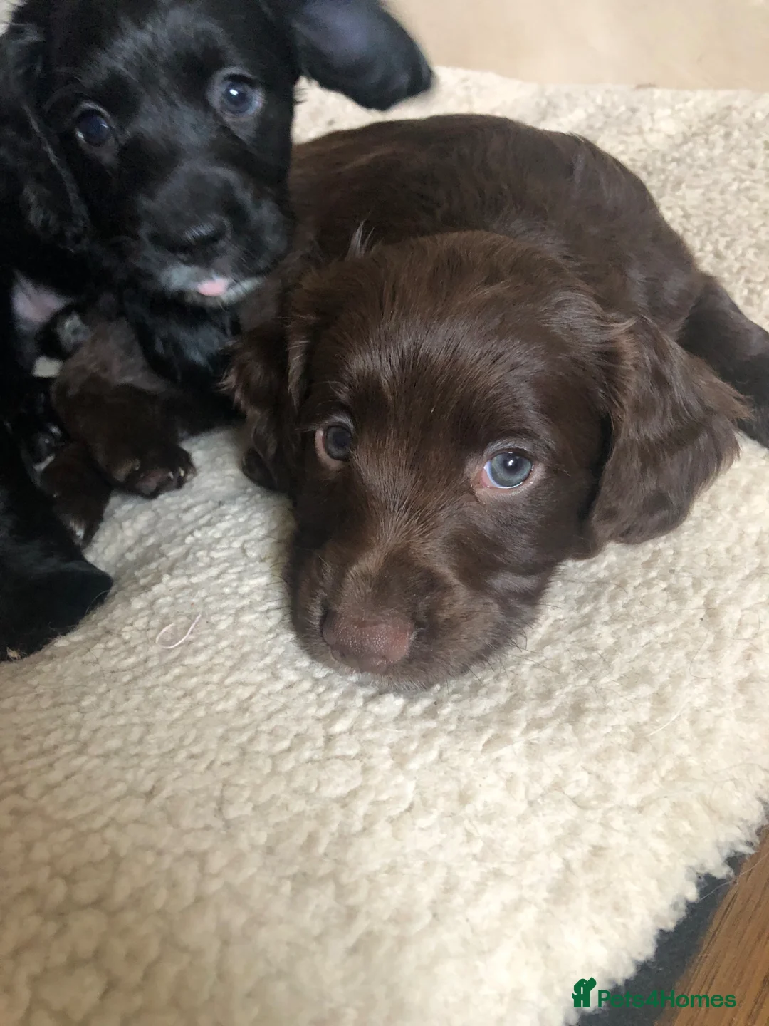 Cocker Spaniel dogs for sale: Cocker spaniel puppy’s  - Advert 6