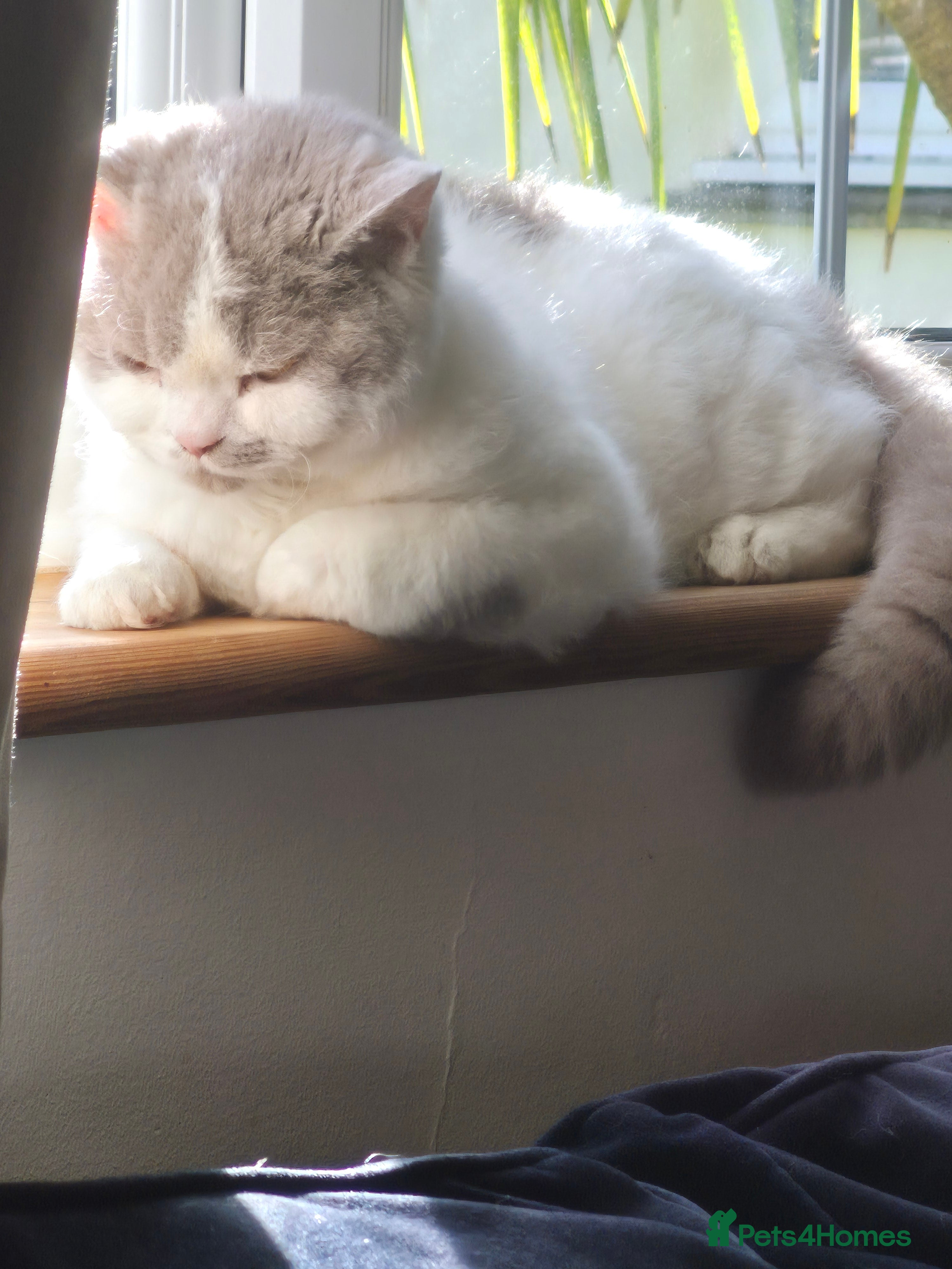 Selkirk Rex cats Selkirk rex kitten 5 months - Advert 1