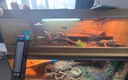 Bearded Dragon reptiles for sale: bearded dragon - Image 3