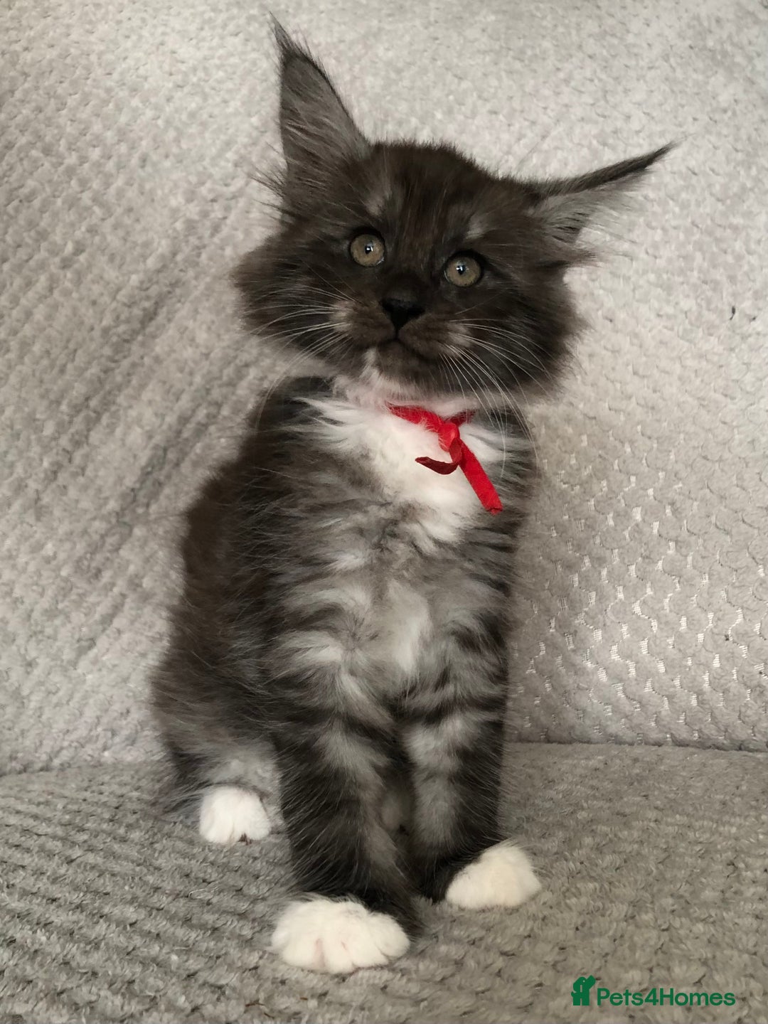 Maine Coon cats for sale: MaineCoon Kittens 2Girls Black Smoke Ready toleave - Image 33