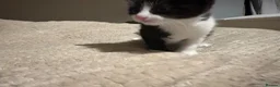 Mixed Breed cats for sale: Two male kittens - Advert 10