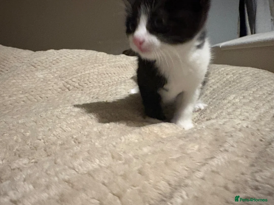 Mixed Breed cats for sale: Two male kittens - Advert 10