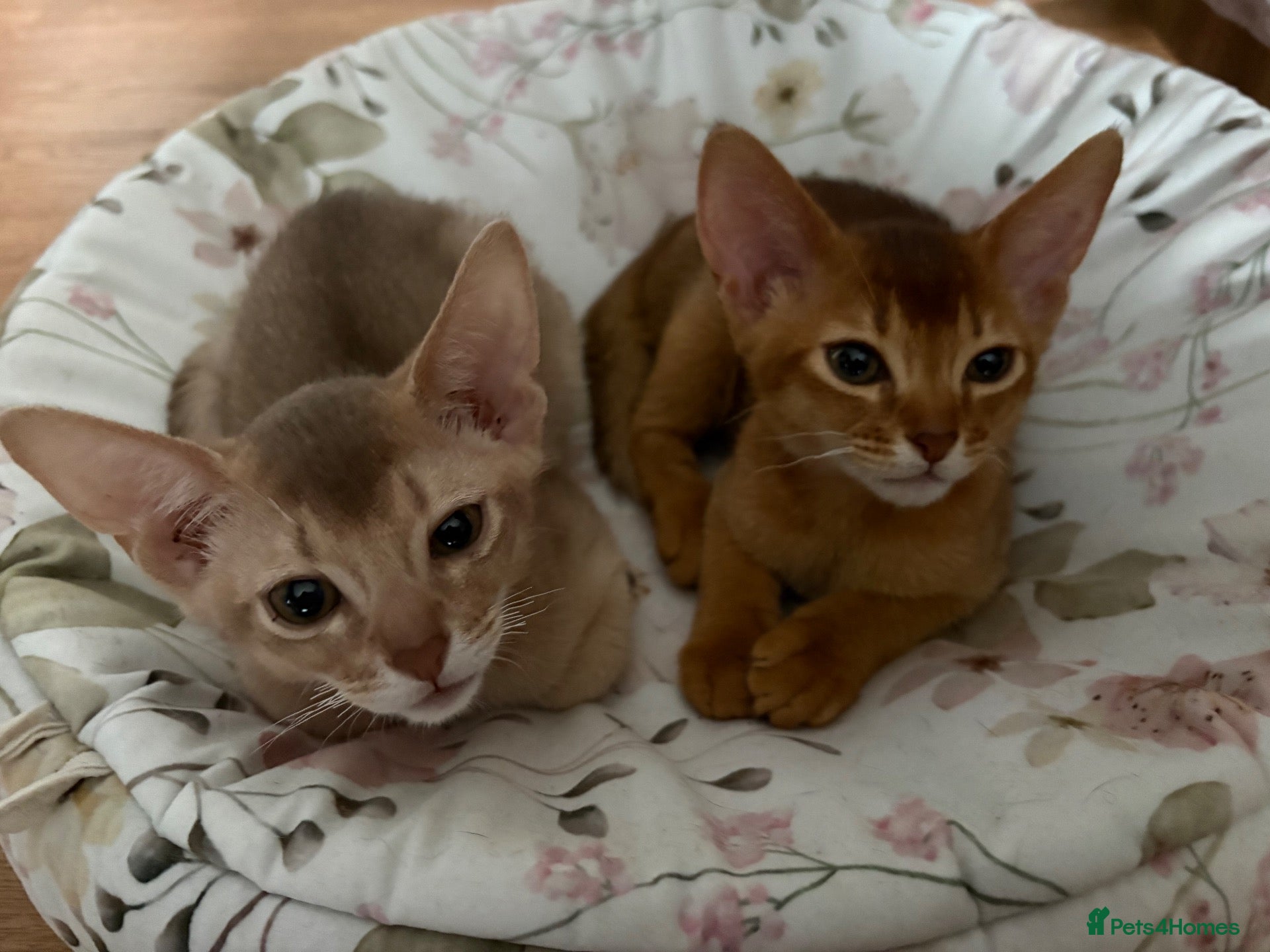 Abyssinian cats ⭐️Two Boys Abysynnian Available  - Advert 1