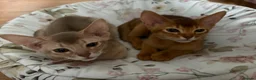 Abyssinian cats for sale: ⭐️Two Boys Abysynnian Available  - Advert 1