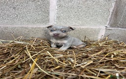 Jack Russell dogs for sale: Lilac & Tan Miniature Jack Russel  - Image 13