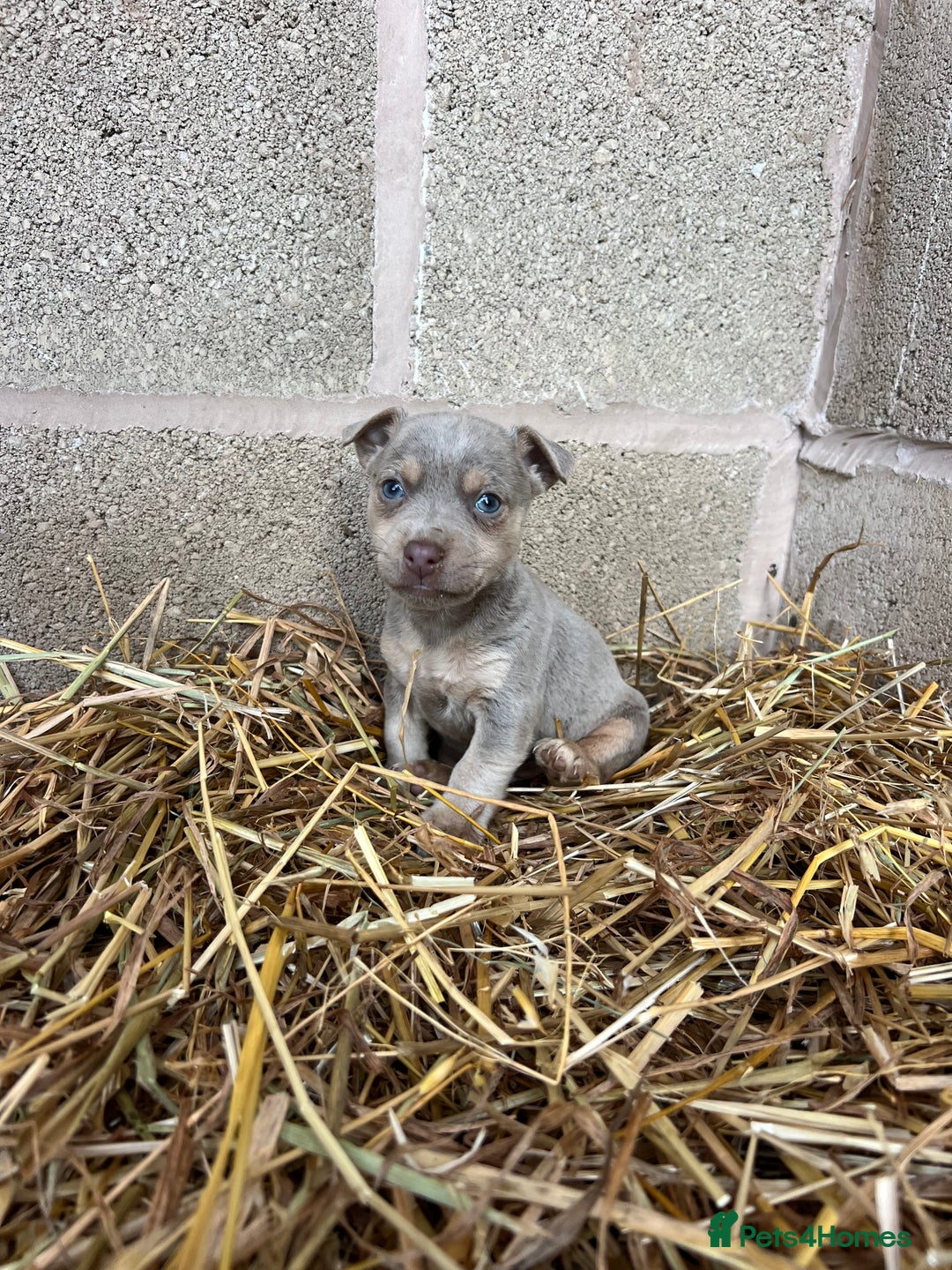 Jack Russell dogs for sale: Lilac & Tan Miniature Jack Russel  - Image 13
