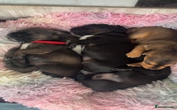 Mixed Breed dogs for sale: Gorgeous Patterdale x cocker spaniel  - Image 6