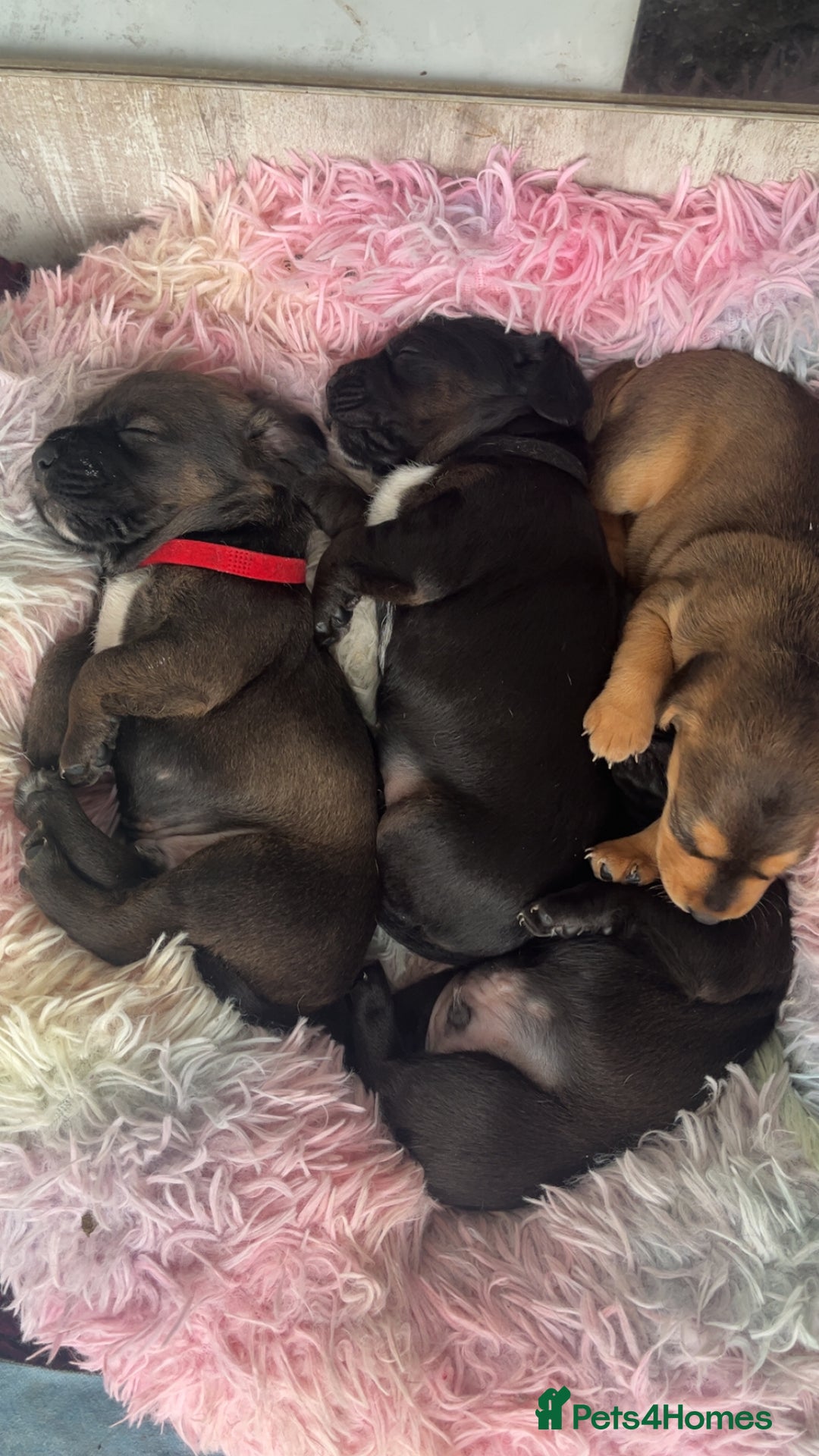 Mixed Breed dogs for sale: Gorgeous Patterdale x cocker spaniel  - Image 6