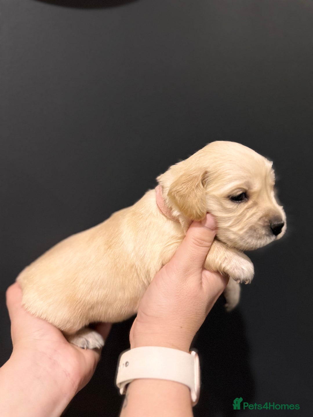 Golden Retriever dogs for sale: Champion line-KC Reg. Golden Retriever Puppies💖💙 - Advert 23